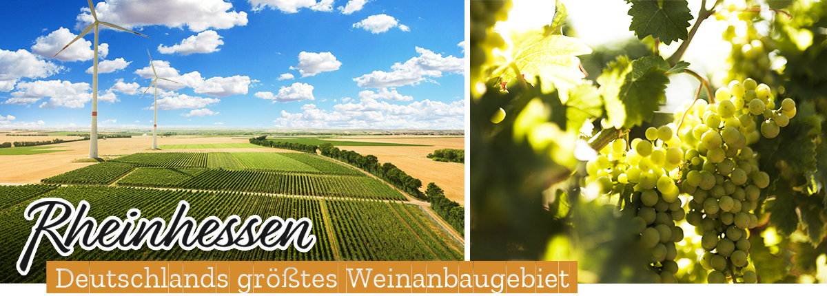 Rheinhessen, Deutschlands größtes Weinanbaugebiet 