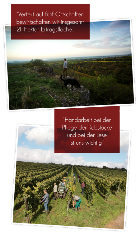 Rebfelder Weingut Gabel