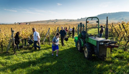  Ein Feld vom Weingut Baumann Zirgel