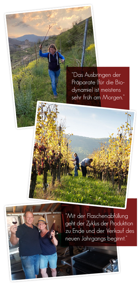 Weinproduktion bei Baumann-Zirgel